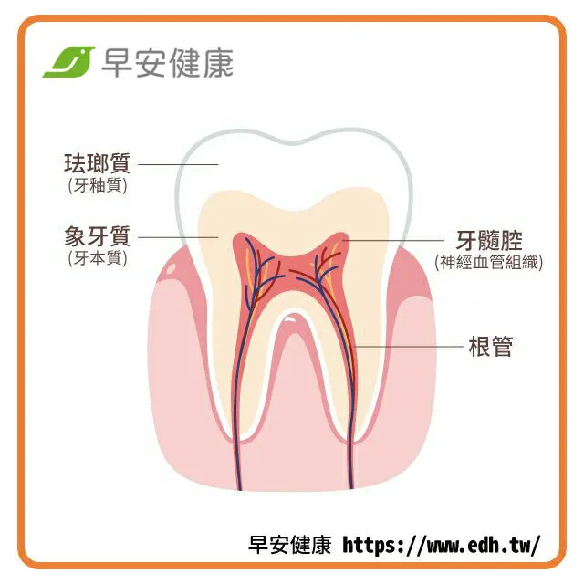 根管治療-根管治療牙齒-抽神經