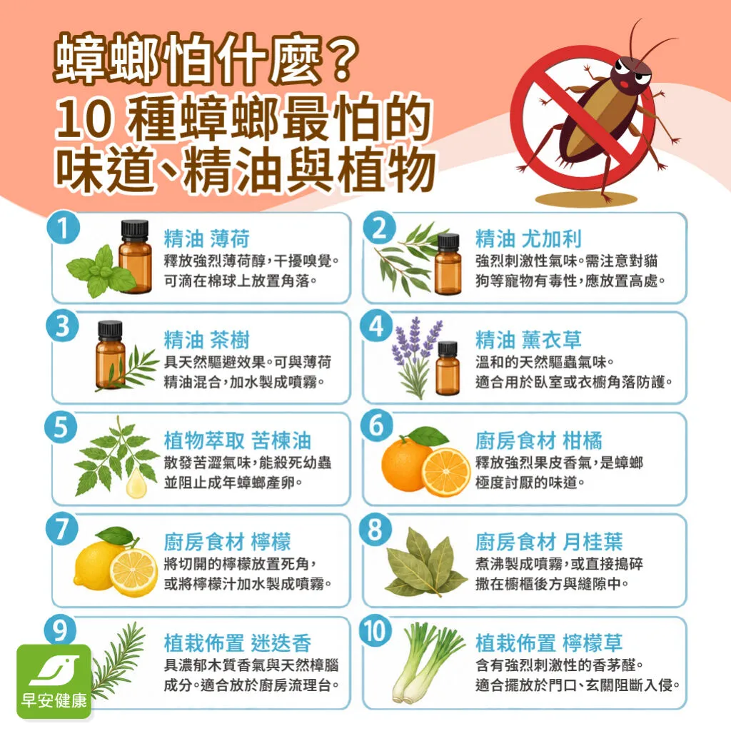 早安健康_蟑螂怕什麼?10 種蟑螂最怕的味道、精油與植物總整理